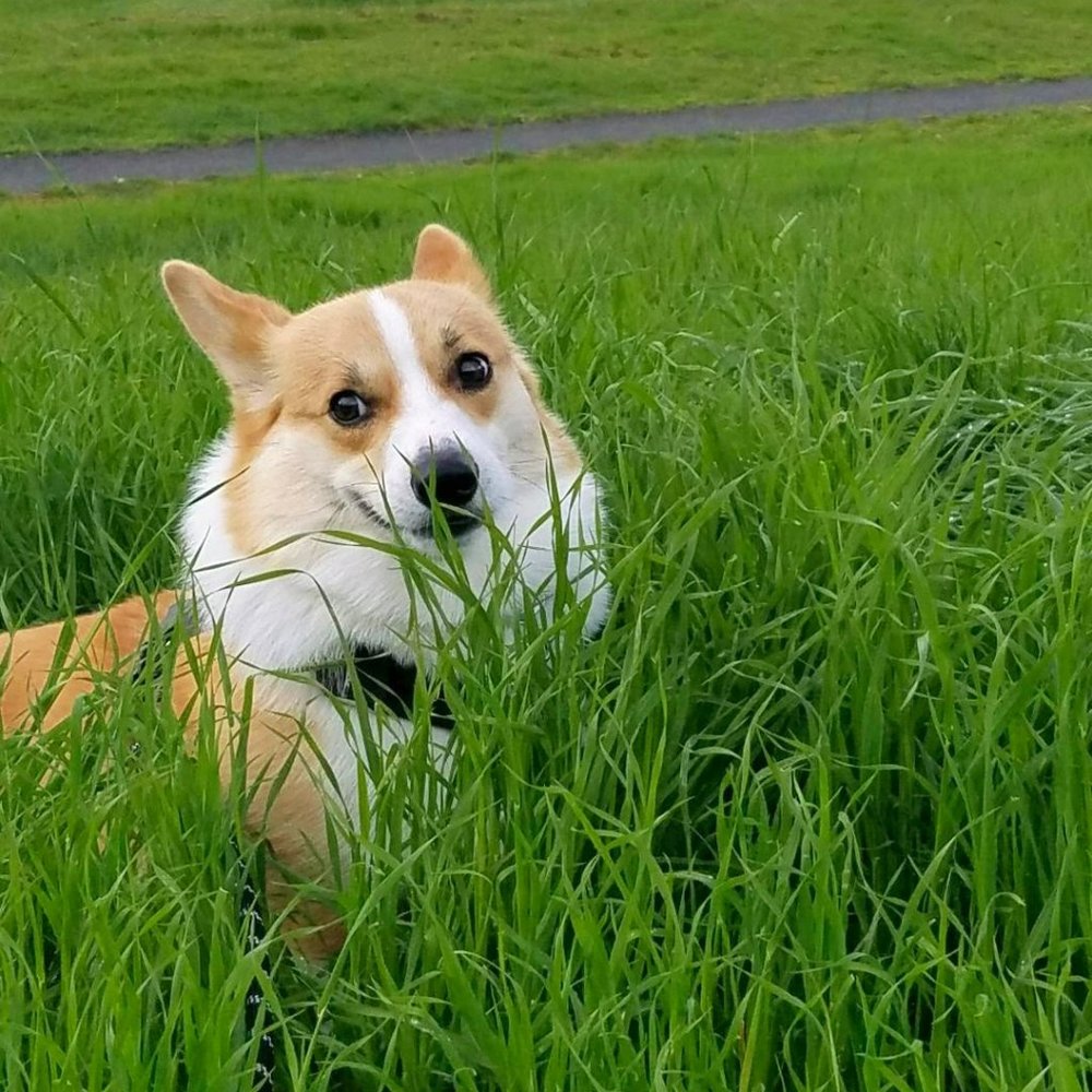 Meet your Posher, Rebecca